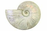 Silver Iridescent Ammonite (Cleoniceras) Fossil - Madagascar #327729-1